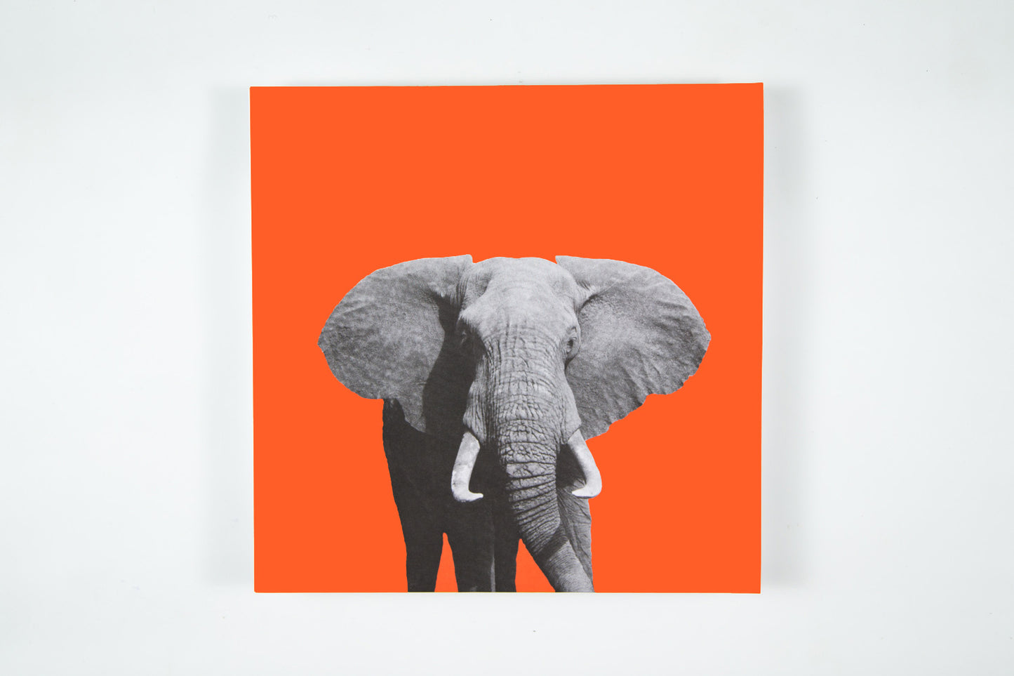 August Engkilde & Superflex - Warum sollten wir Angst vor großen Tieren haben?